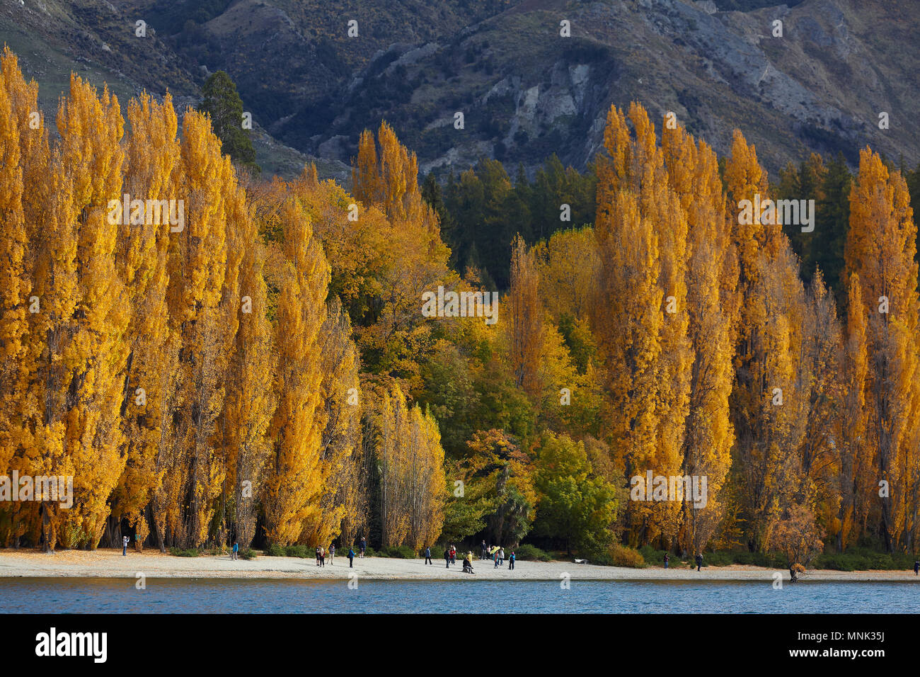 Alberi di pioppo e turisti, il lago Wanaka, Otago, Isola del Sud, Nuova Zelanda Foto Stock