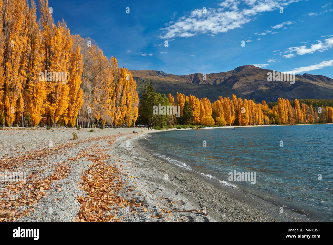 Alberi di pioppo, il lago Wanaka, Otago, Isola del Sud, Nuova Zelanda Foto Stock