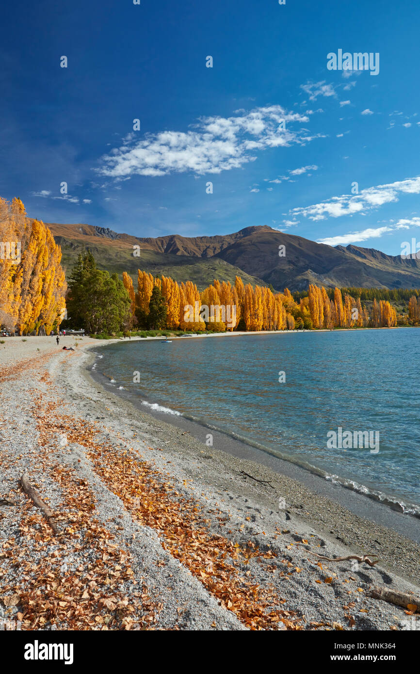 Alberi di pioppo, il lago Wanaka, Otago, Isola del Sud, Nuova Zelanda Foto Stock