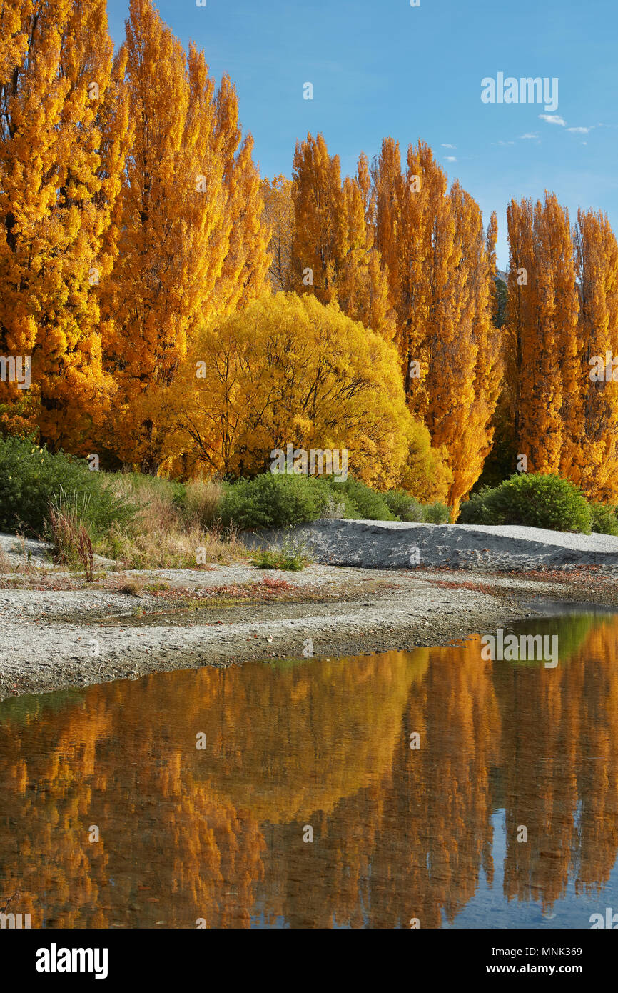 Alberi di pioppo e il lago Wanaka, Otago, Isola del Sud, Nuova Zelanda Foto Stock
