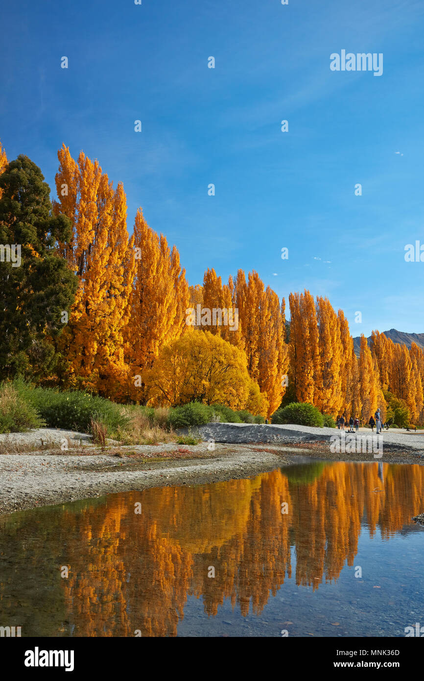 Alberi di pioppo e il lago Wanaka, Otago, Isola del Sud, Nuova Zelanda Foto Stock