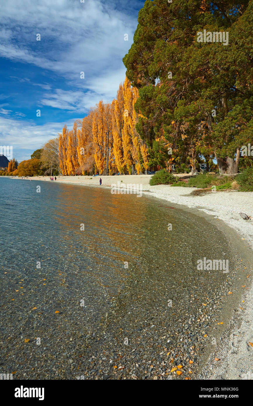 Alberi di pioppo, il lago Wanaka, Otago, Isola del Sud, Nuova Zelanda Foto Stock
