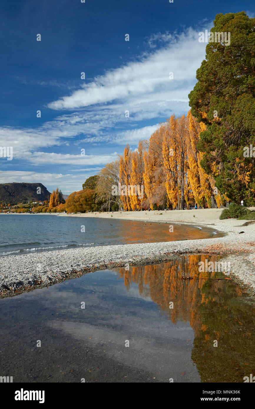 Alberi di pioppo e il lago Wanaka, Otago, Isola del Sud, Nuova Zelanda Foto Stock