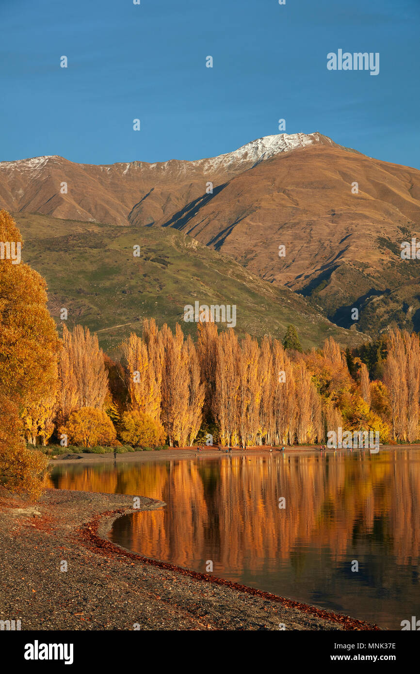 Alberi di pioppo e il lago Wanaka, Otago, Isola del Sud, Nuova Zelanda Foto Stock