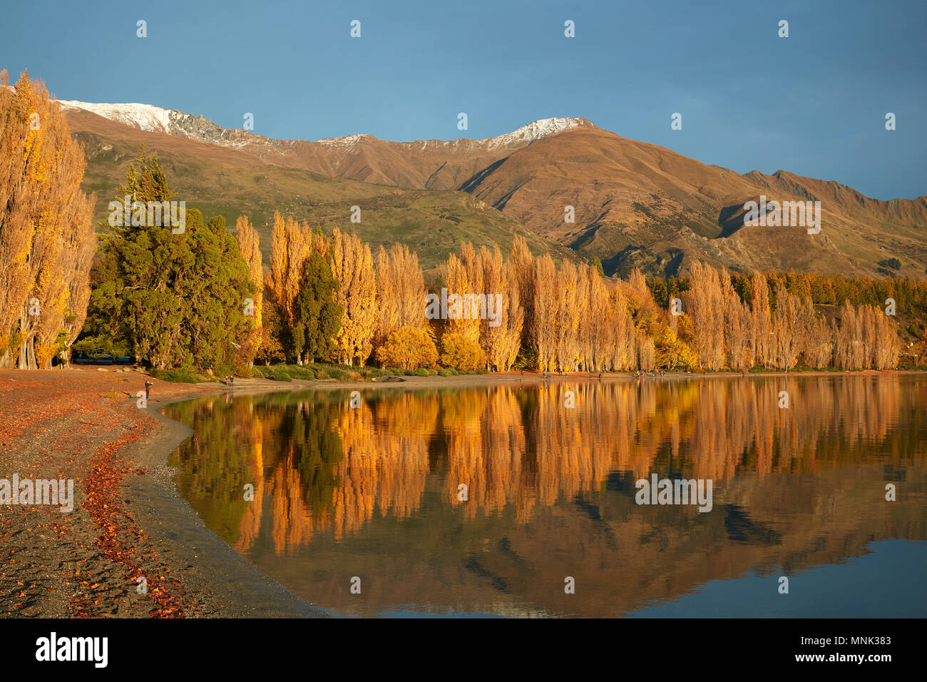 Alberi di pioppo e il lago Wanaka, Otago, Isola del Sud, Nuova Zelanda Foto Stock