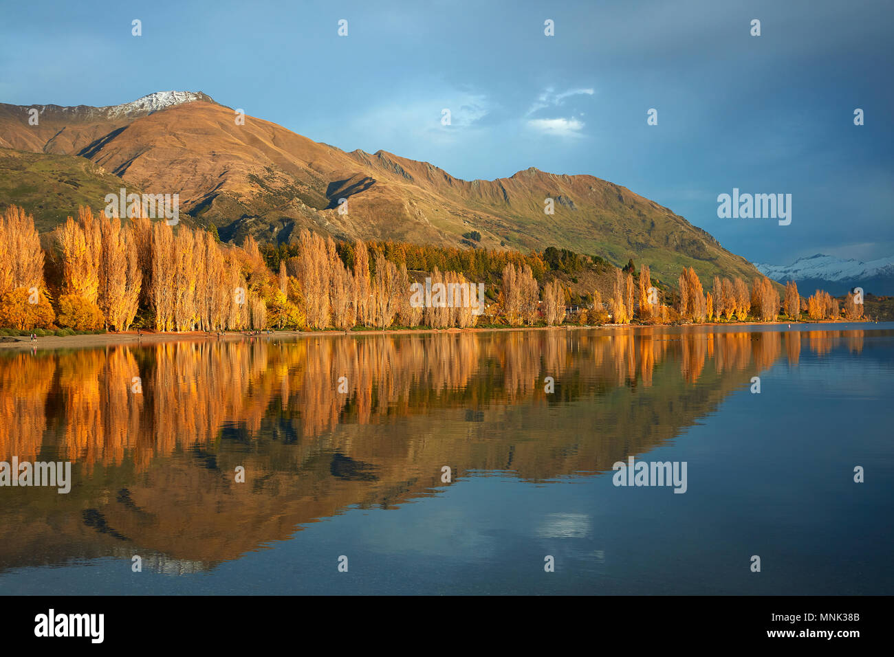 Alberi di pioppo e il lago Wanaka, Otago, Isola del Sud, Nuova Zelanda Foto Stock