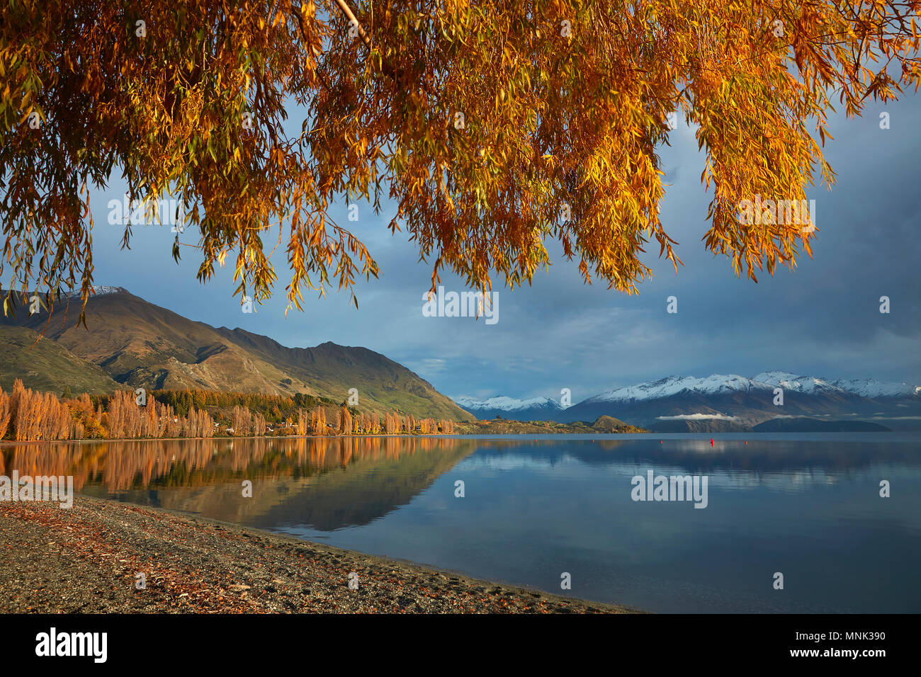 Willow Tree e riflessi nel Lago Wanaka, Otago, Isola del Sud, Nuova Zelanda Foto Stock