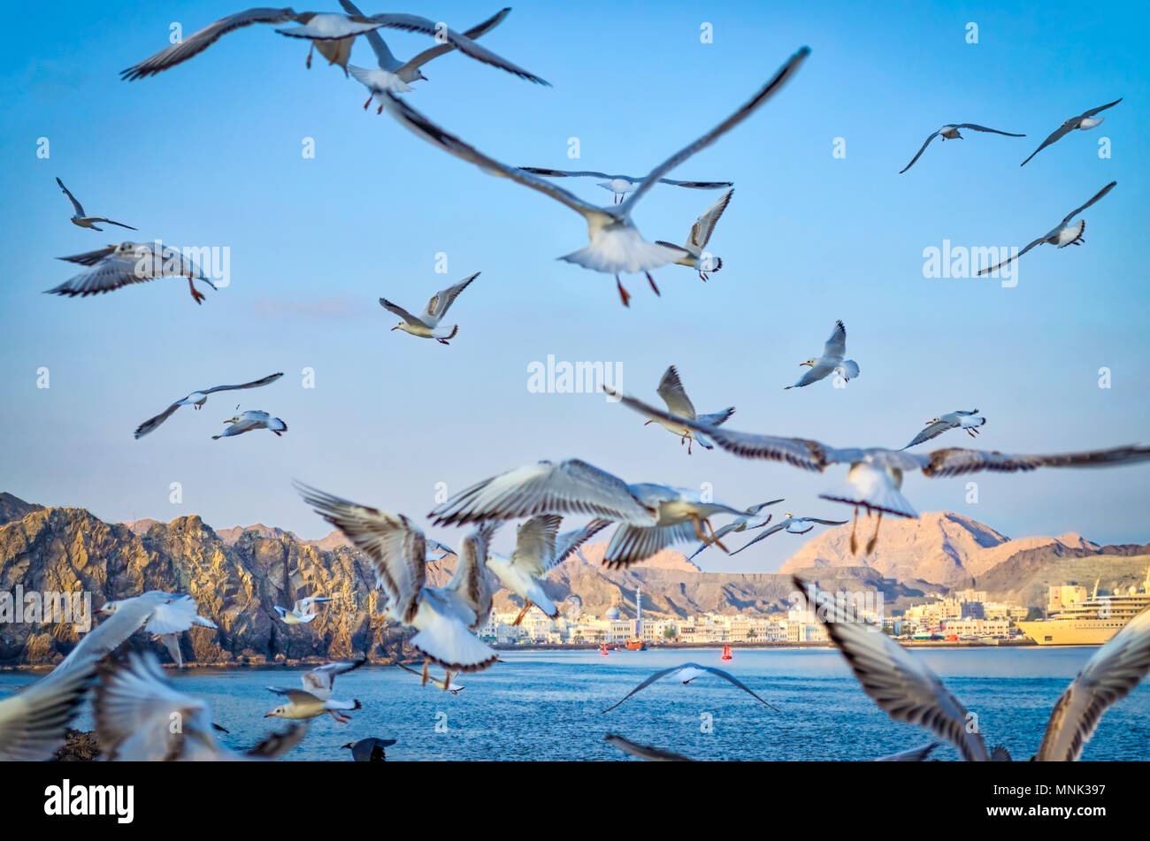 Stormo di piccioni volare lontano verso il cielo con lo sfondo dello skyline di Muscat Foto Stock
