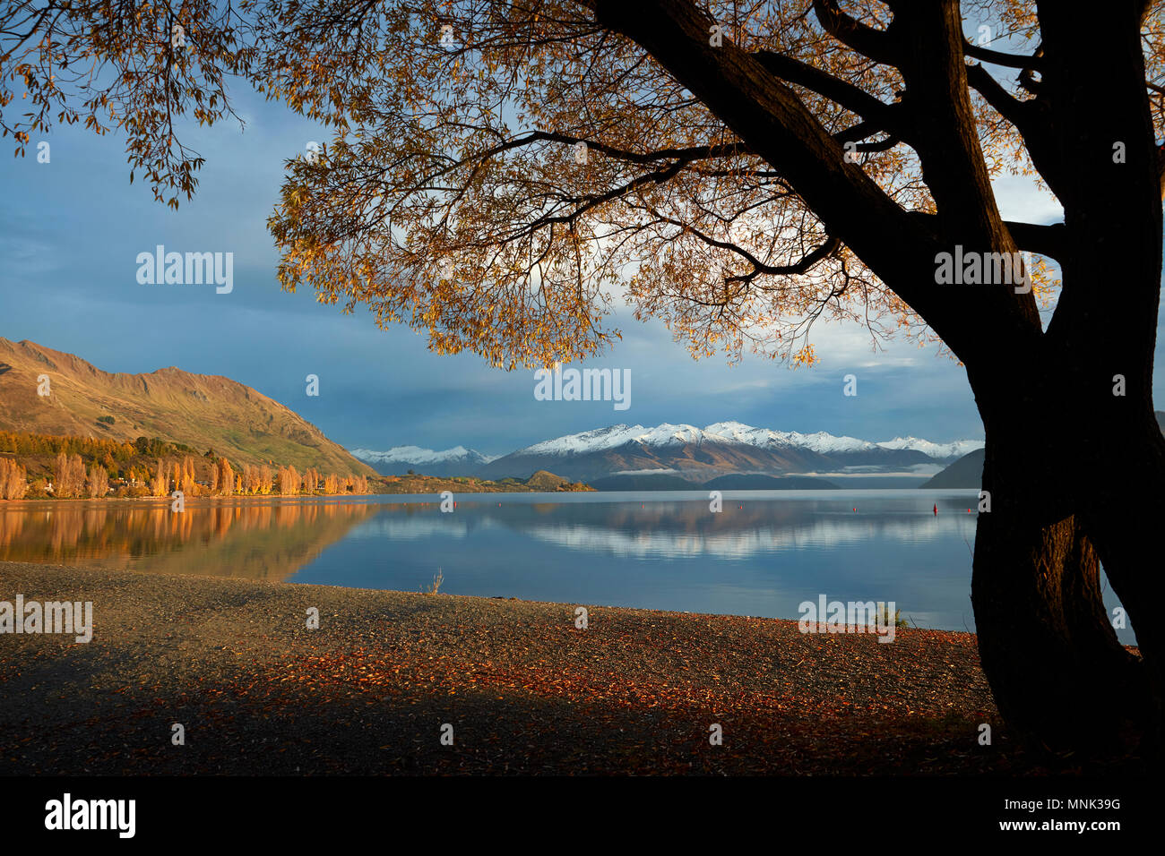 Willow Tree e Buchanan picchi si riflette nel Lago Wanaka, Otago, Isola del Sud, Nuova Zelanda Foto Stock