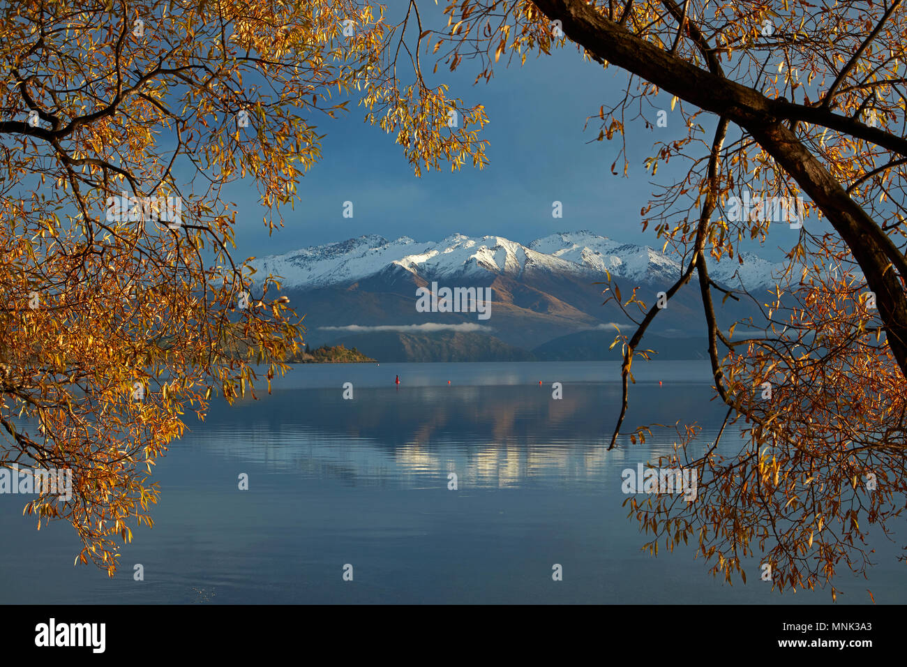 Willow Tree e Buchanan picchi si riflette nel Lago Wanaka, Otago, Isola del Sud, Nuova Zelanda Foto Stock