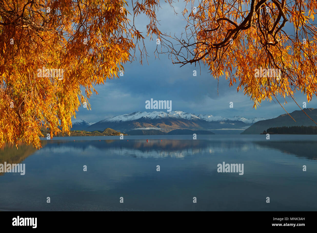 Willow Tree e Buchanan picchi si riflette nel Lago Wanaka, Otago, Isola del Sud, Nuova Zelanda Foto Stock