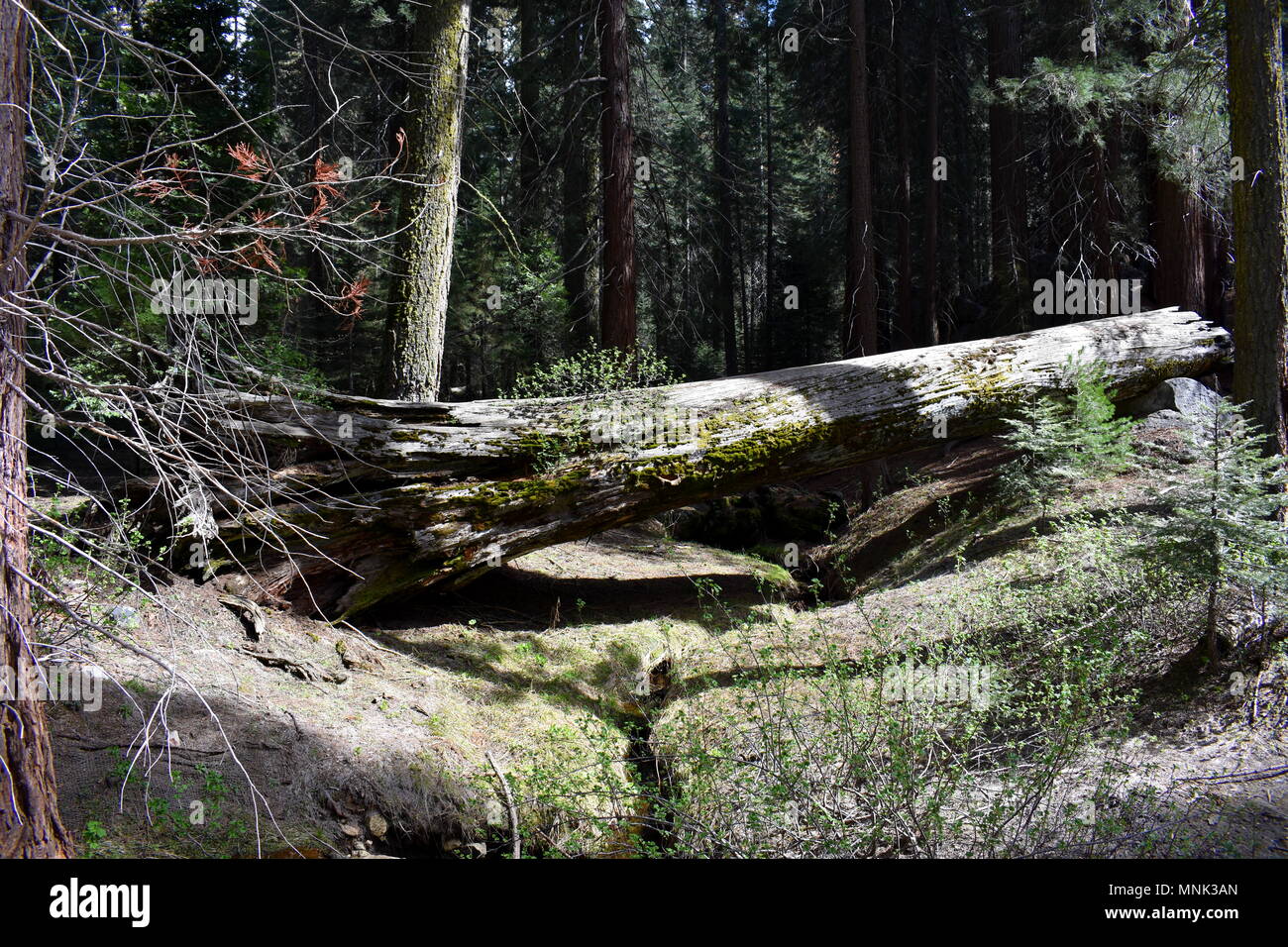 Vecchio caduto in Sequoia Sequoia National Park, California Foto Stock