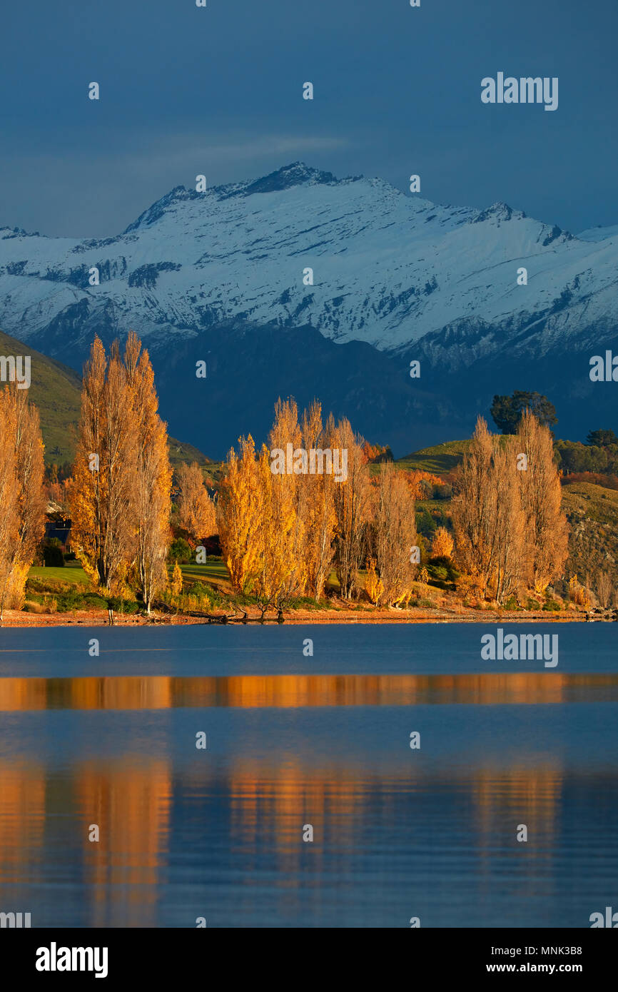 Alberi di pioppo in autunno le montagne del Monte aspiranti National Park, Wanaka, Otago, Isola del Sud, Nuova Zelanda Foto Stock