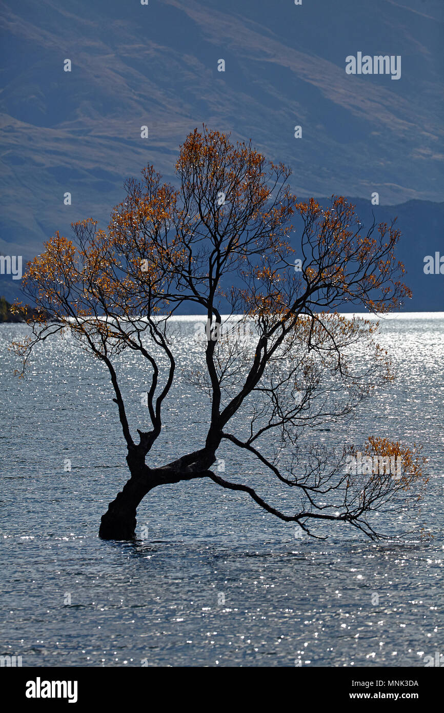 "Che arriva a Wanaka Tree", il lago Wanaka, Otago, Isola del Sud, Nuova Zelanda Foto Stock