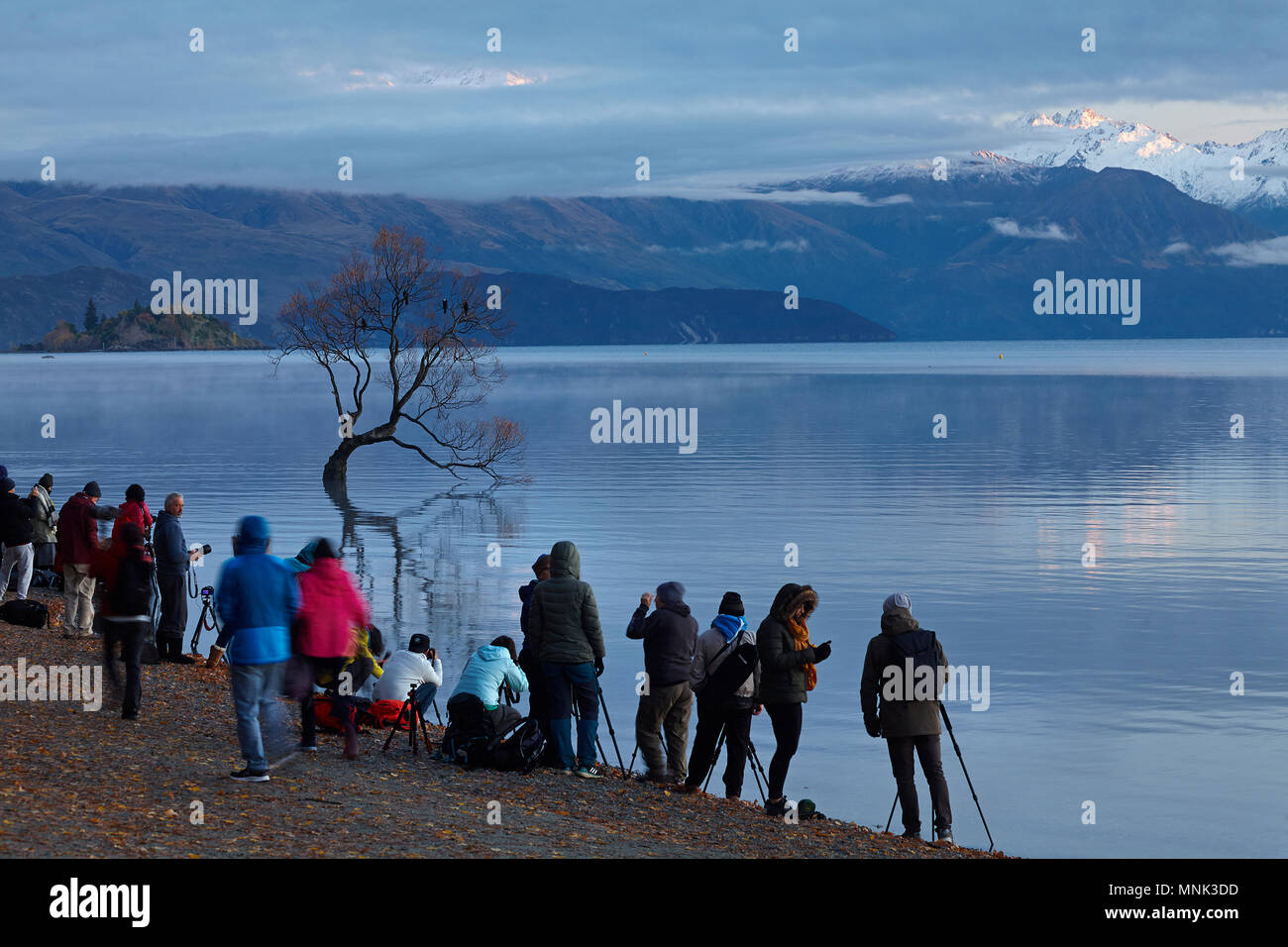 I turisti fotografare che "Wanaka Tree", il lago Wanaka, Otago, Isola del Sud, Nuova Zelanda Foto Stock