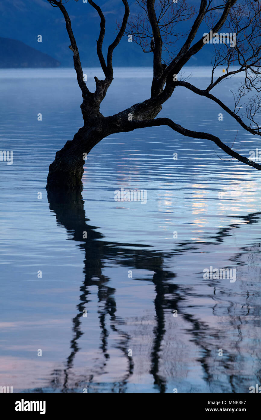 "Che arriva a Wanaka Tree' riflessa nel Lago Wanaka, Otago, Isola del Sud, Nuova Zelanda Foto Stock
