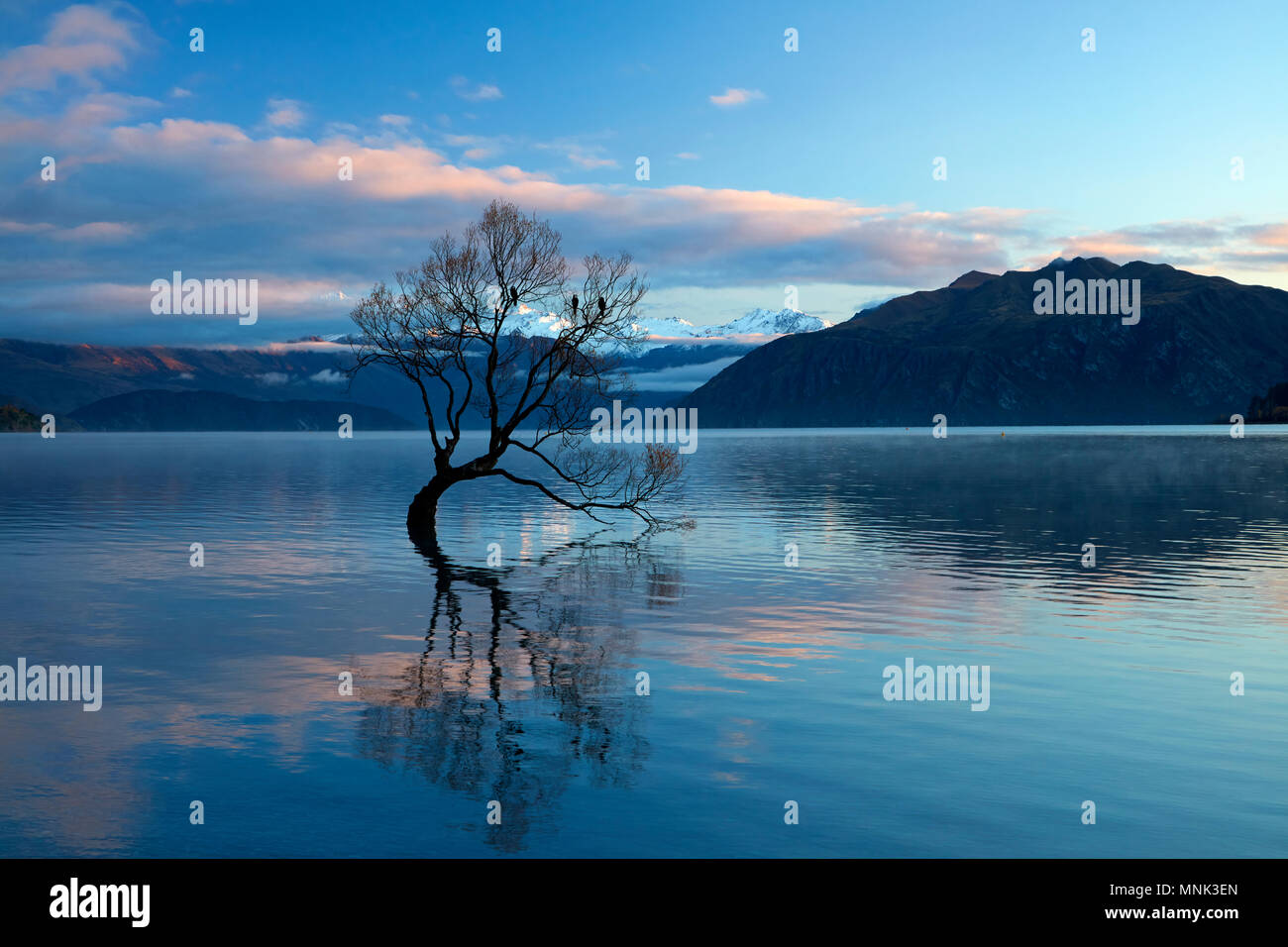 "Che arriva a Wanaka Tree' riflessa nel Lago Wanaka, Otago, Isola del Sud, Nuova Zelanda Foto Stock