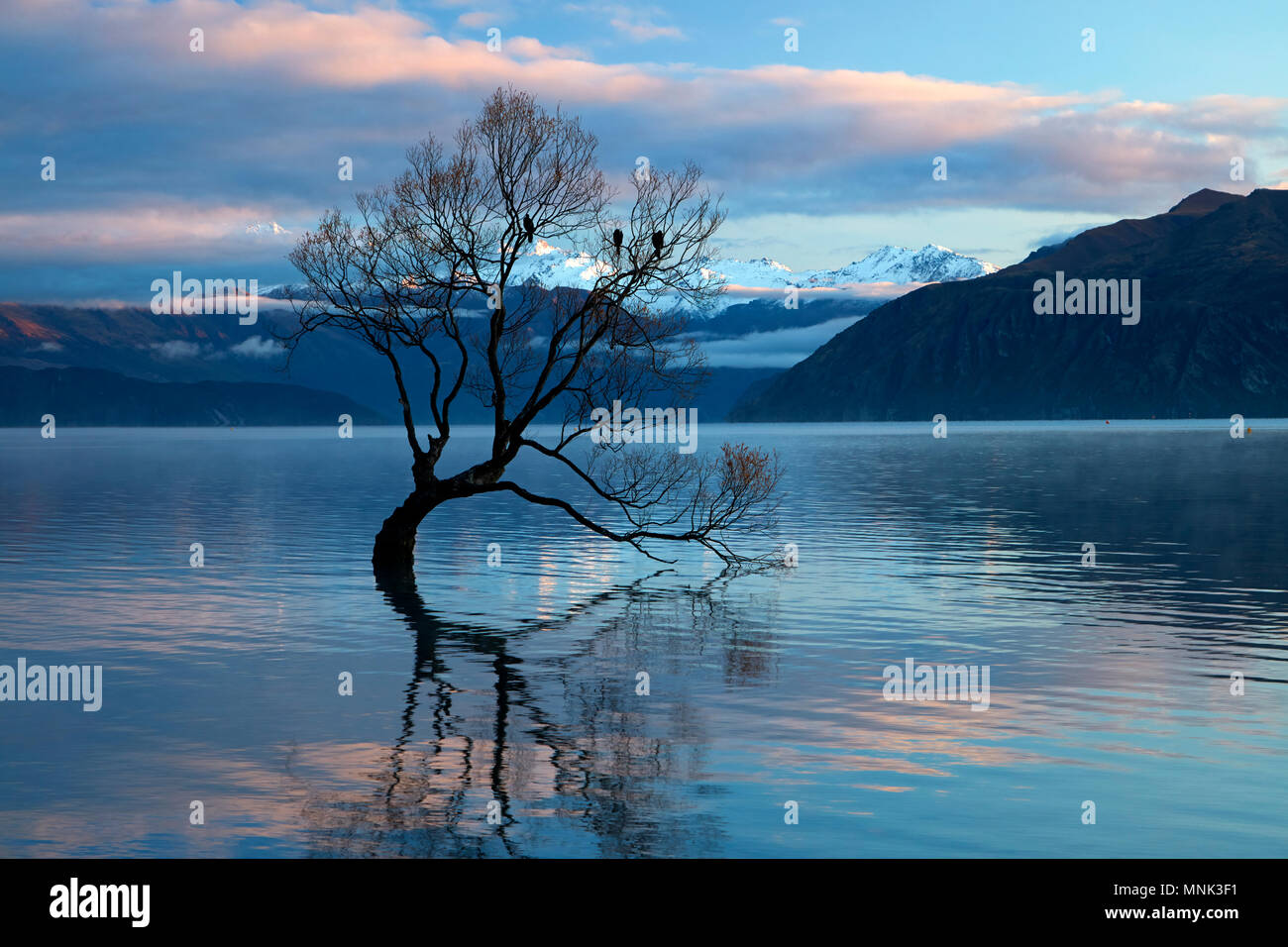 "Che arriva a Wanaka Tree' riflessa nel Lago Wanaka, Otago, Isola del Sud, Nuova Zelanda Foto Stock