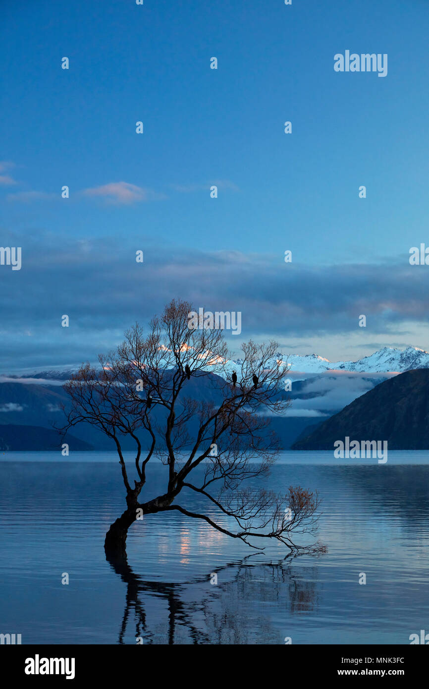 "Che arriva a Wanaka Tree' riflessa nel Lago Wanaka, Otago, Isola del Sud, Nuova Zelanda Foto Stock
