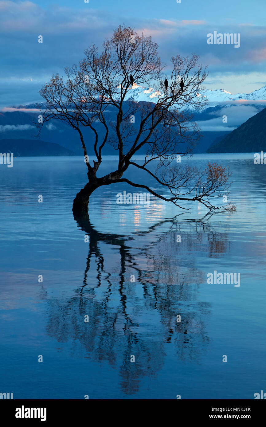 "Che arriva a Wanaka Tree' riflessa nel Lago Wanaka, Otago, Isola del Sud, Nuova Zelanda Foto Stock