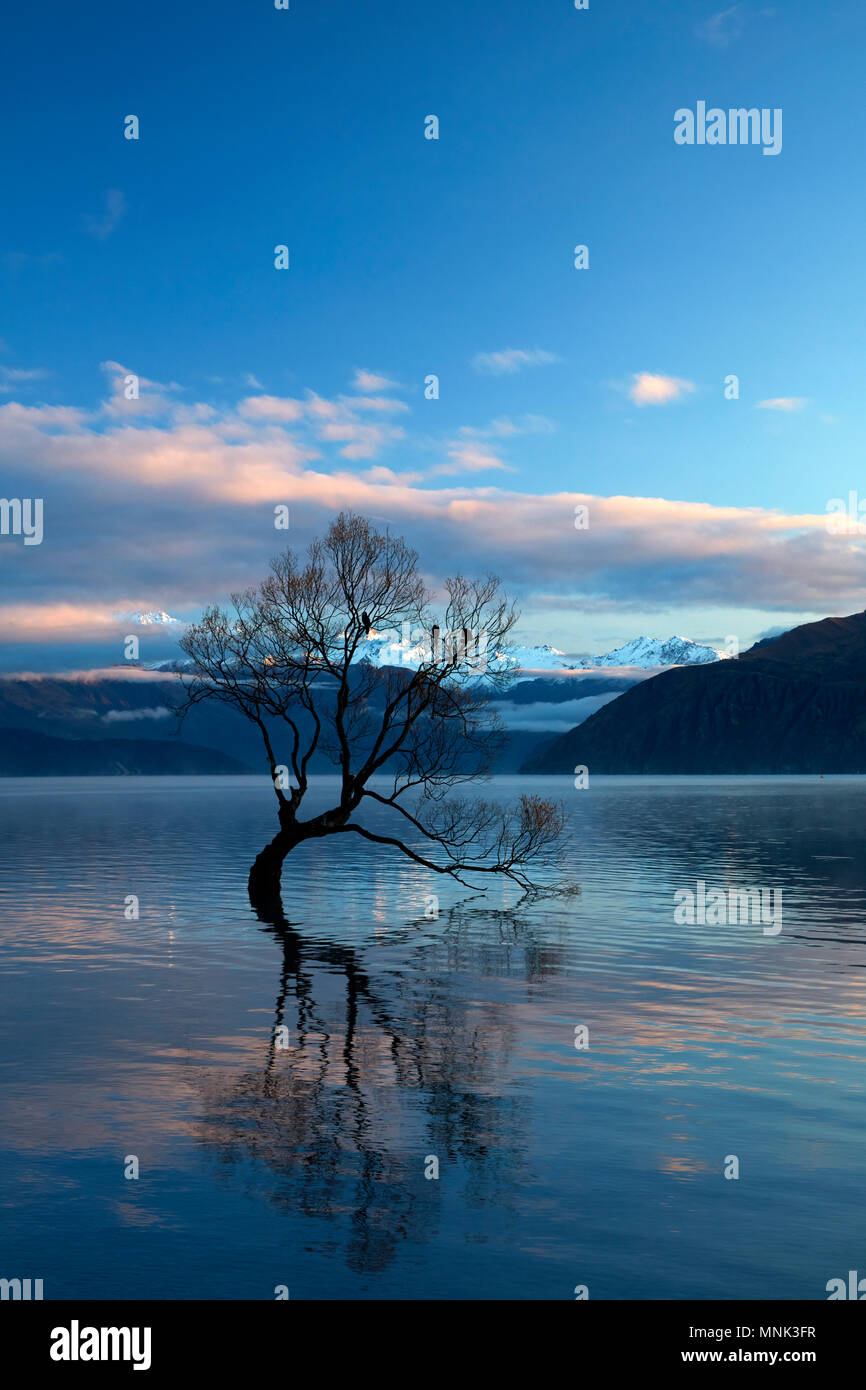 "Che arriva a Wanaka Tree' riflessa nel Lago Wanaka, Otago, Isola del Sud, Nuova Zelanda Foto Stock