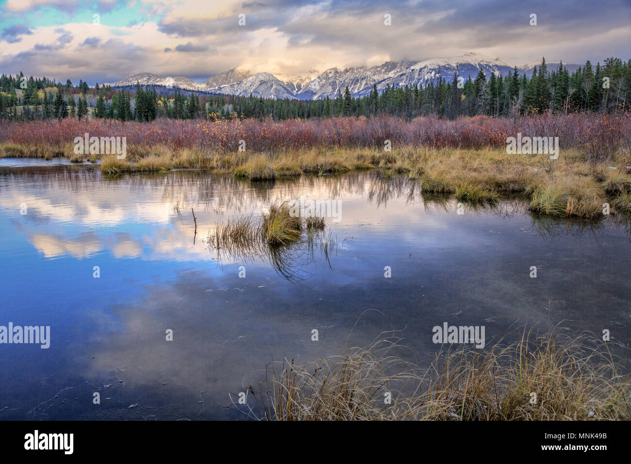 Riley Lago di palude. Parco Nazionale di Jasper, Canada Foto Stock