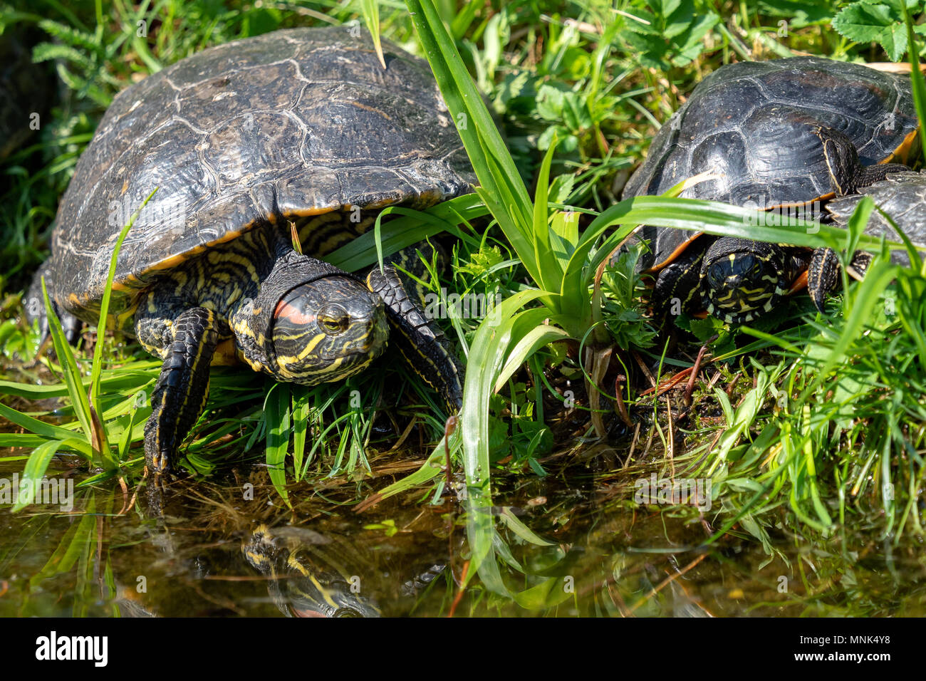 Le tartarughe marine sdraiati sull'erba. Gruppo di tartaruga dalle orecchie rosse (Trachemys scripta elegans) in stagno. Foto Stock