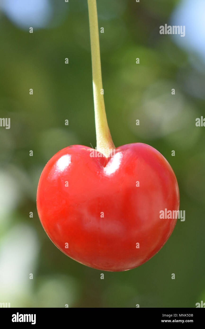 Close-up di naturalmente Heart-Shaped Cherry Foto Stock