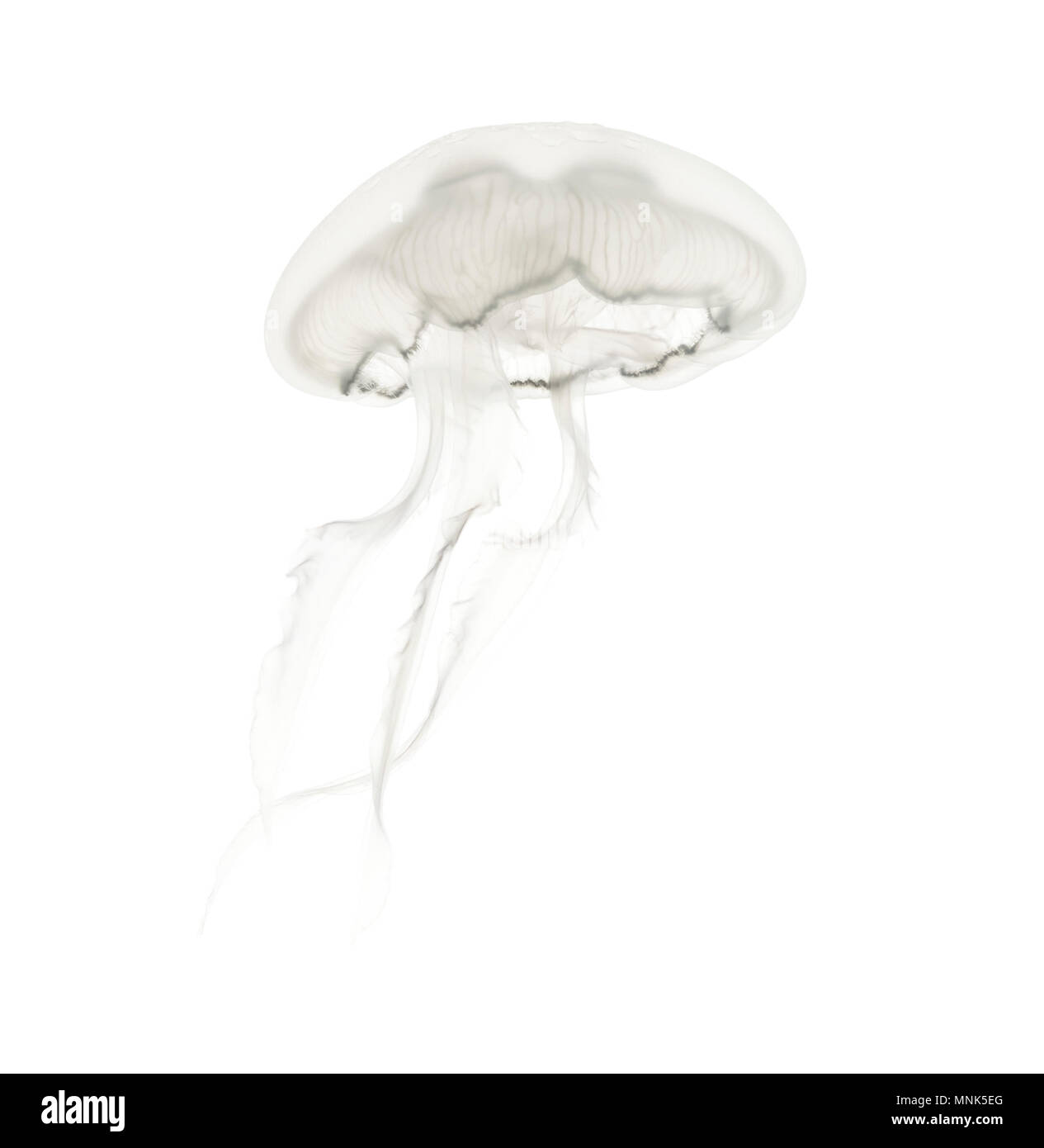 Aurelia aurita anche chiamato Medusa comune contro uno sfondo bianco Foto Stock