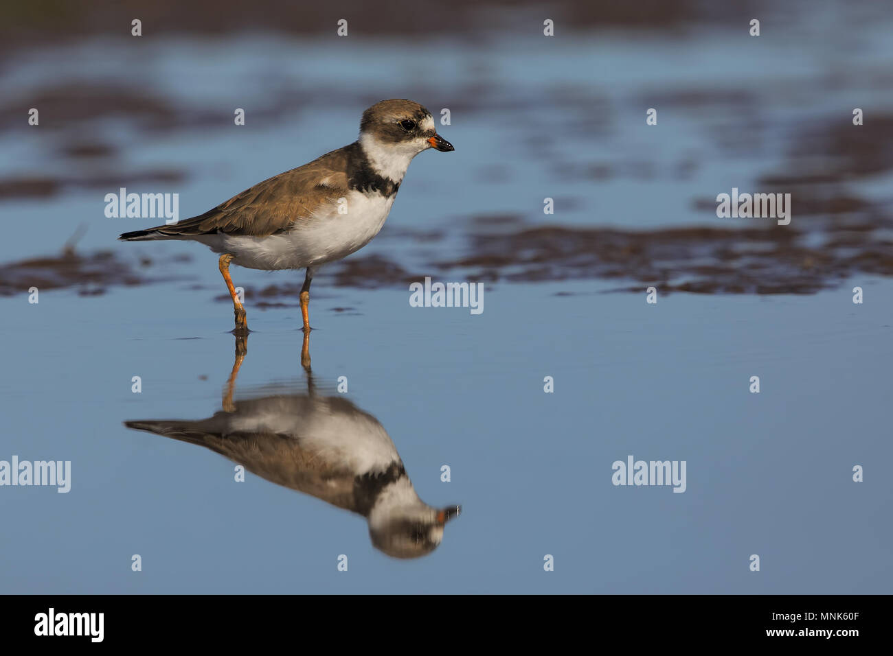 Semipalmated plover Foto Stock