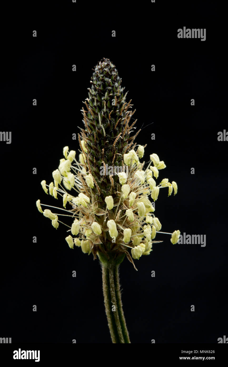 Fioritura Ribwort piantaggine, planzago lanceolata, fotografato in un studio, Nord Inghilterra Dorset Regno Unito GB Foto Stock