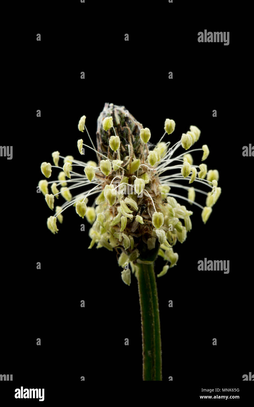 Fioritura Ribwort piantaggine, planzago lanceolata, fotografato in un studio, Nord Inghilterra Dorset Regno Unito GB Foto Stock