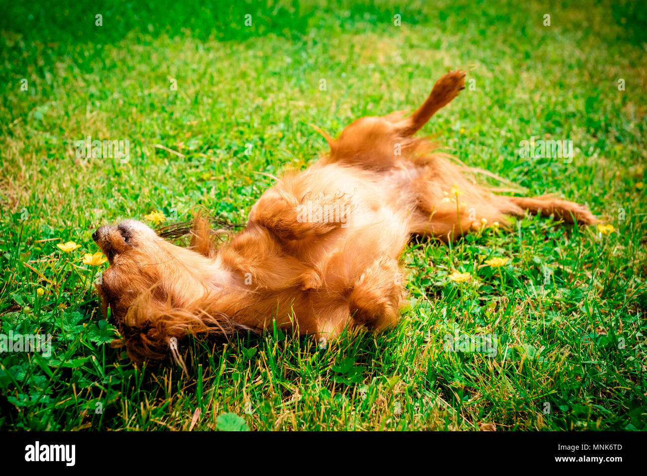 Felice e cane attivo all'aperto nell'erba su una soleggiata giornata estiva. russo cane giocattolo godendo il sole Foto Stock