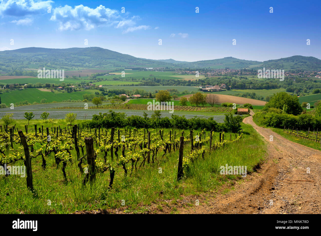 Vineyard ( cotes d'Auvergne) vicino a Vic le Comte village. Puy de Dome. Auvergne. Francia Foto Stock