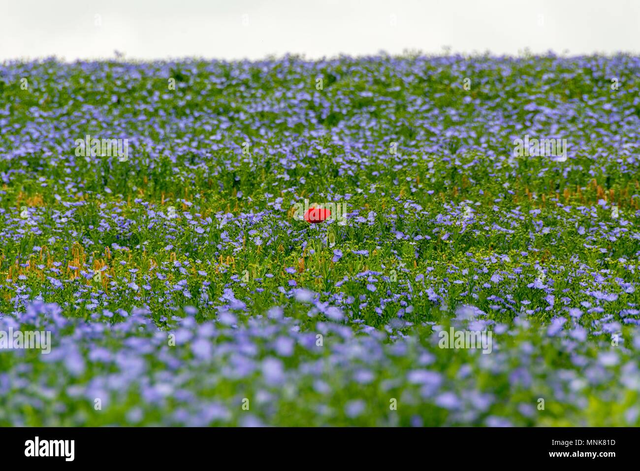 Campo di lino (Linum usitatissimum) in fiore. Puy de Dome. Auvergne. Francia Foto Stock
