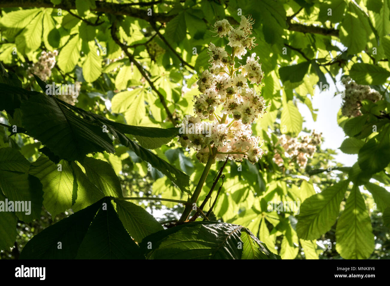 Unione di ippocastano albero in fiore blooom fiore, Aesculus hippocastanum, infiorescenza Foto Stock
