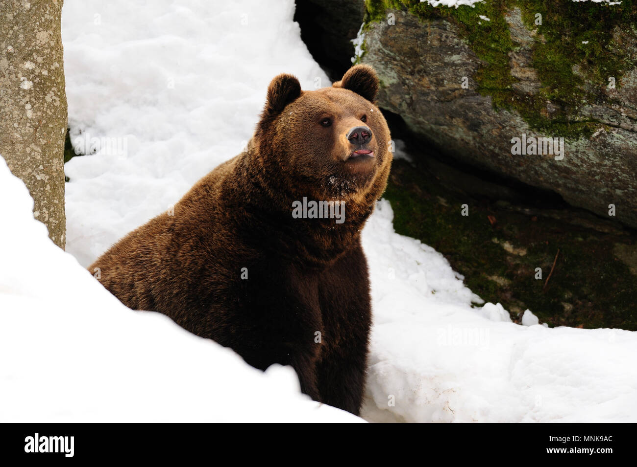 Orso bruno nella neve, fine dell'inverno, (Ursus arctos) Foto Stock