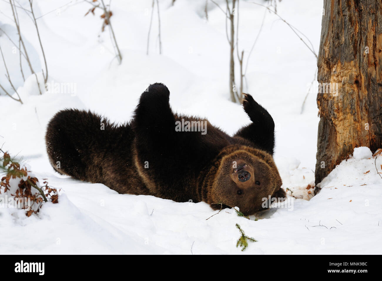 Orso bruno divertirsi e giocare nella neve, in inverno, foresta bavarese, (Ursus arctos) Foto Stock