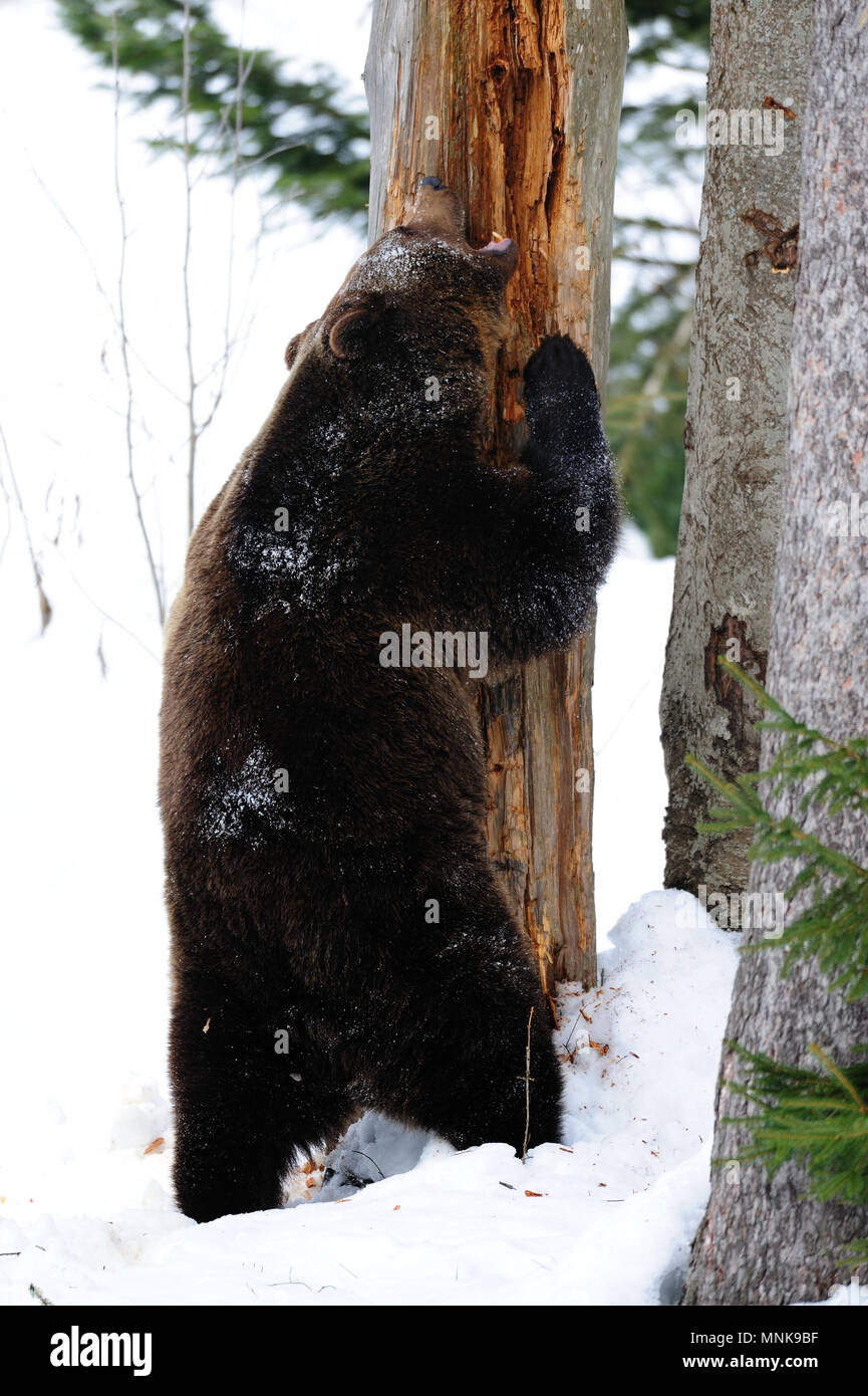Orso bruno in piedi sull'albero morto, inverno, (Ursus arctos) Foto Stock