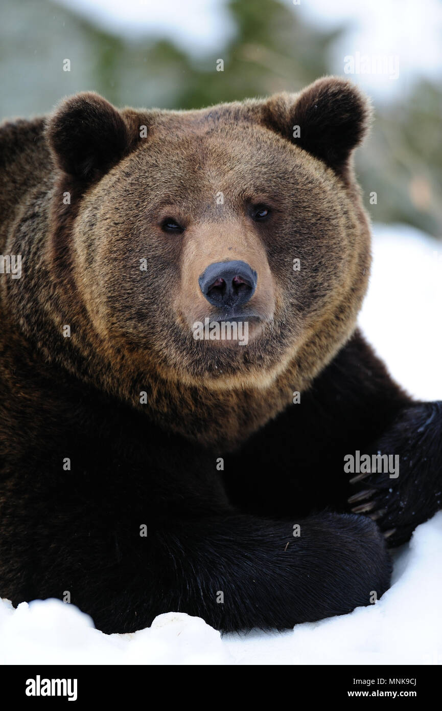 Orso bruno ritratto in inverno, (Ursus arctos) Foto Stock
