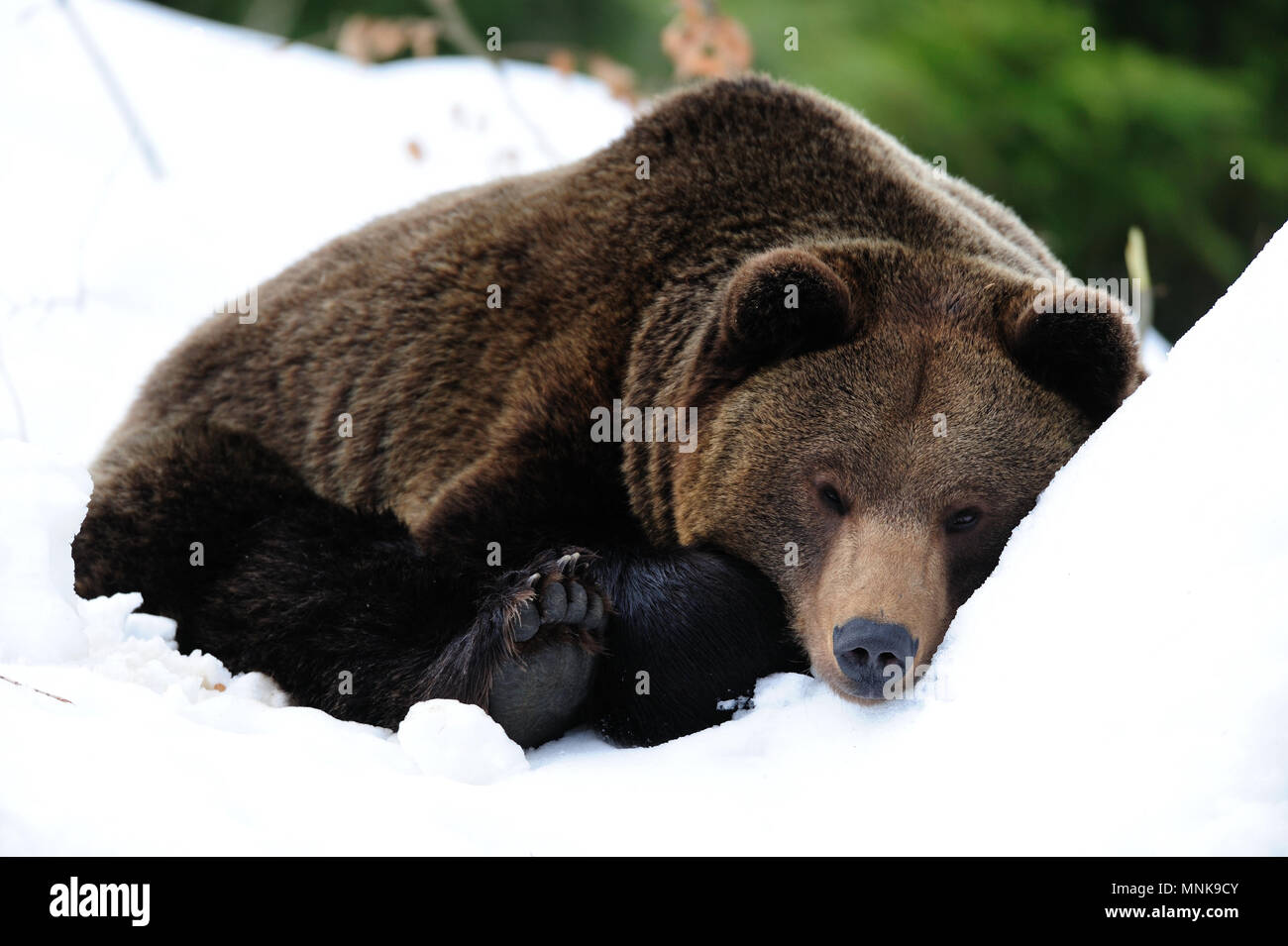 Orso bruno sono dormire nella neve, winterend, (ursua arctos) Foto Stock