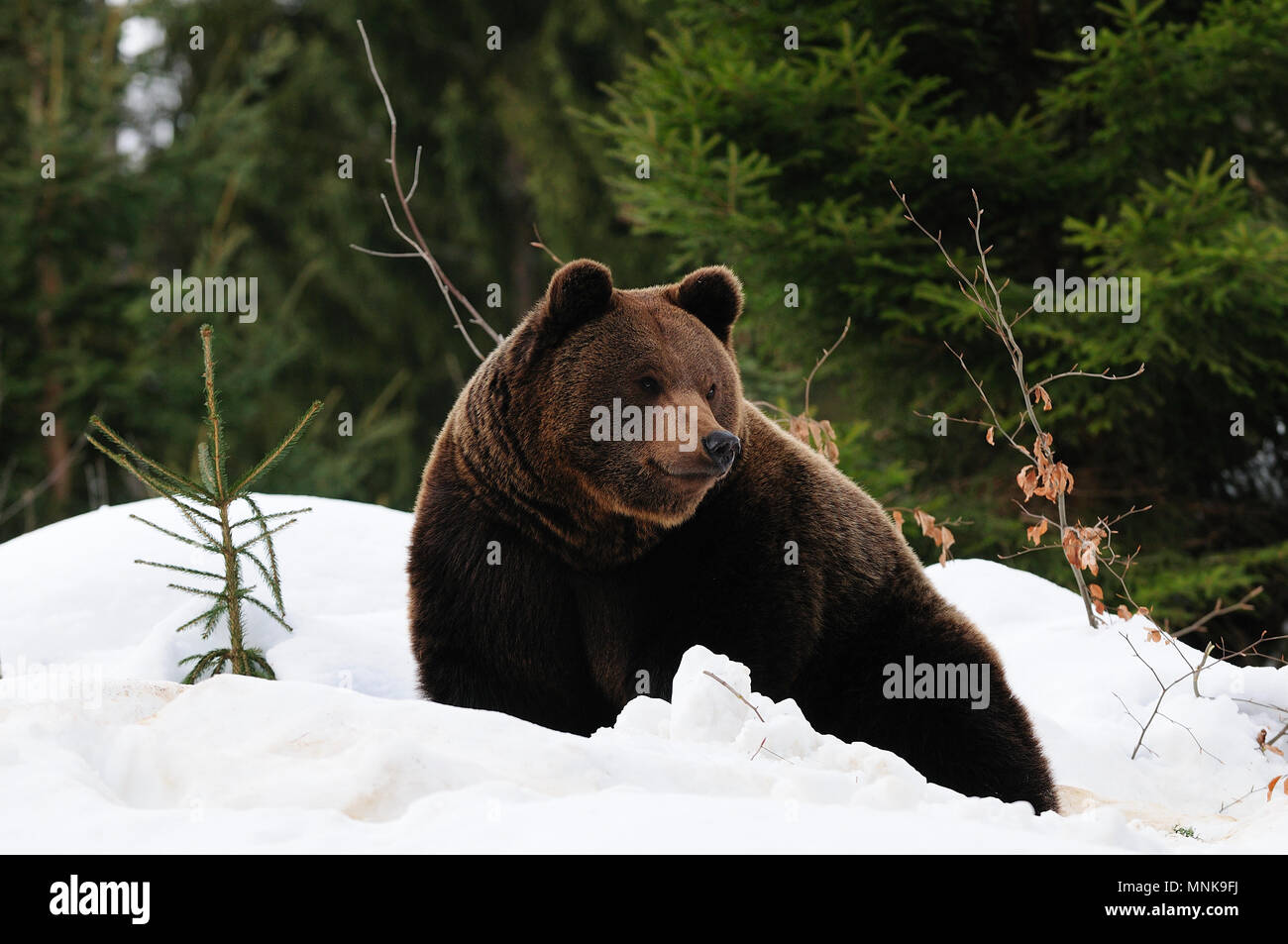 Orso bruno in inverno la foresta, la foresta bavarese, (Ursus arctos) Foto Stock