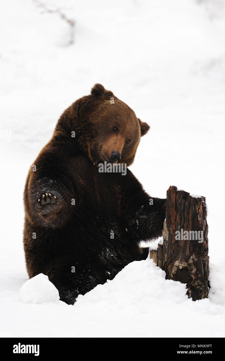 Orso bruno giocando con il legno nella neve, foresta bavarese, (Ursus arctos) Foto Stock