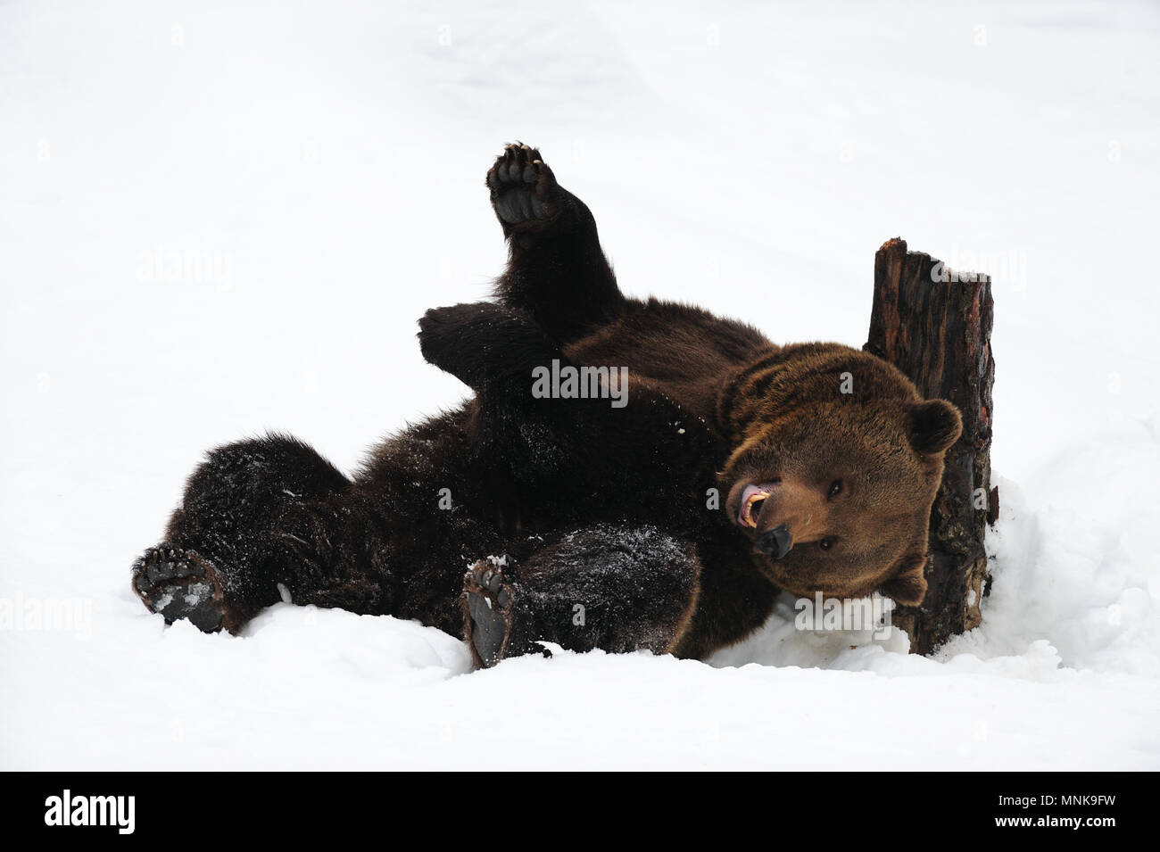 Orso bruno divertirsi e giacciono nella neve, in inverno, foresta bavarese, (Ursus arctos) Foto Stock