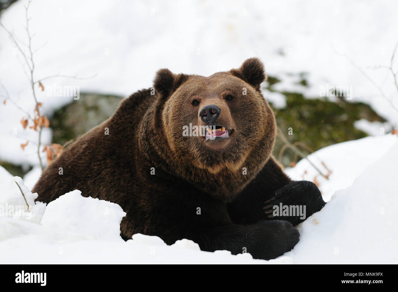 Orso bruno giacciono nella neve, foresta bavarese, (Ursus arctos) Foto Stock