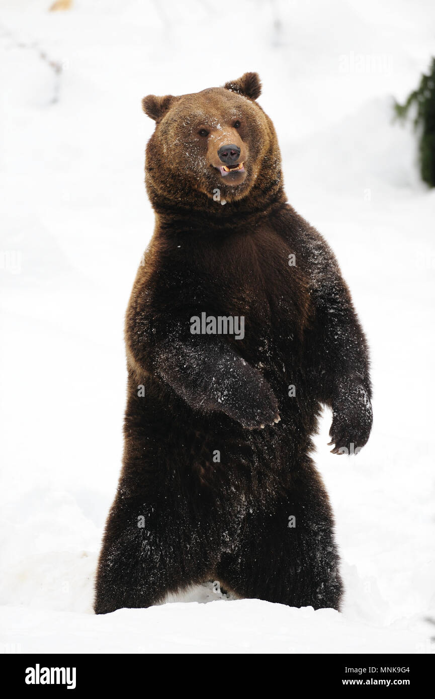 Orso bruno dancin nella neve e divertimento, foresta bavarese, (Ursus arctos) Foto Stock