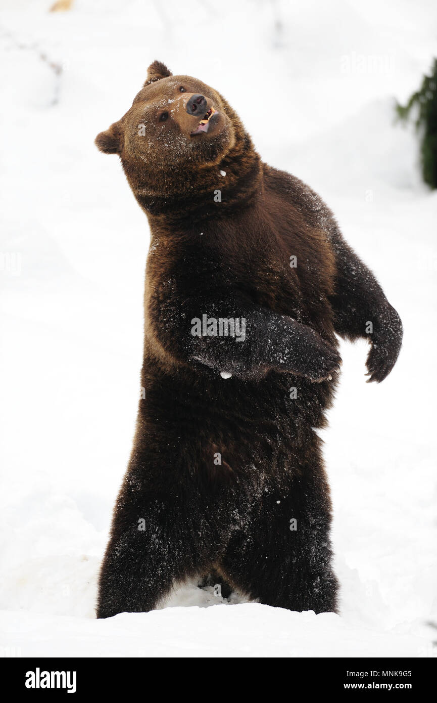 Orso bruno dancin crazy nella neve, in inverno, foresta bavarese, (Ursus arctos) Foto Stock