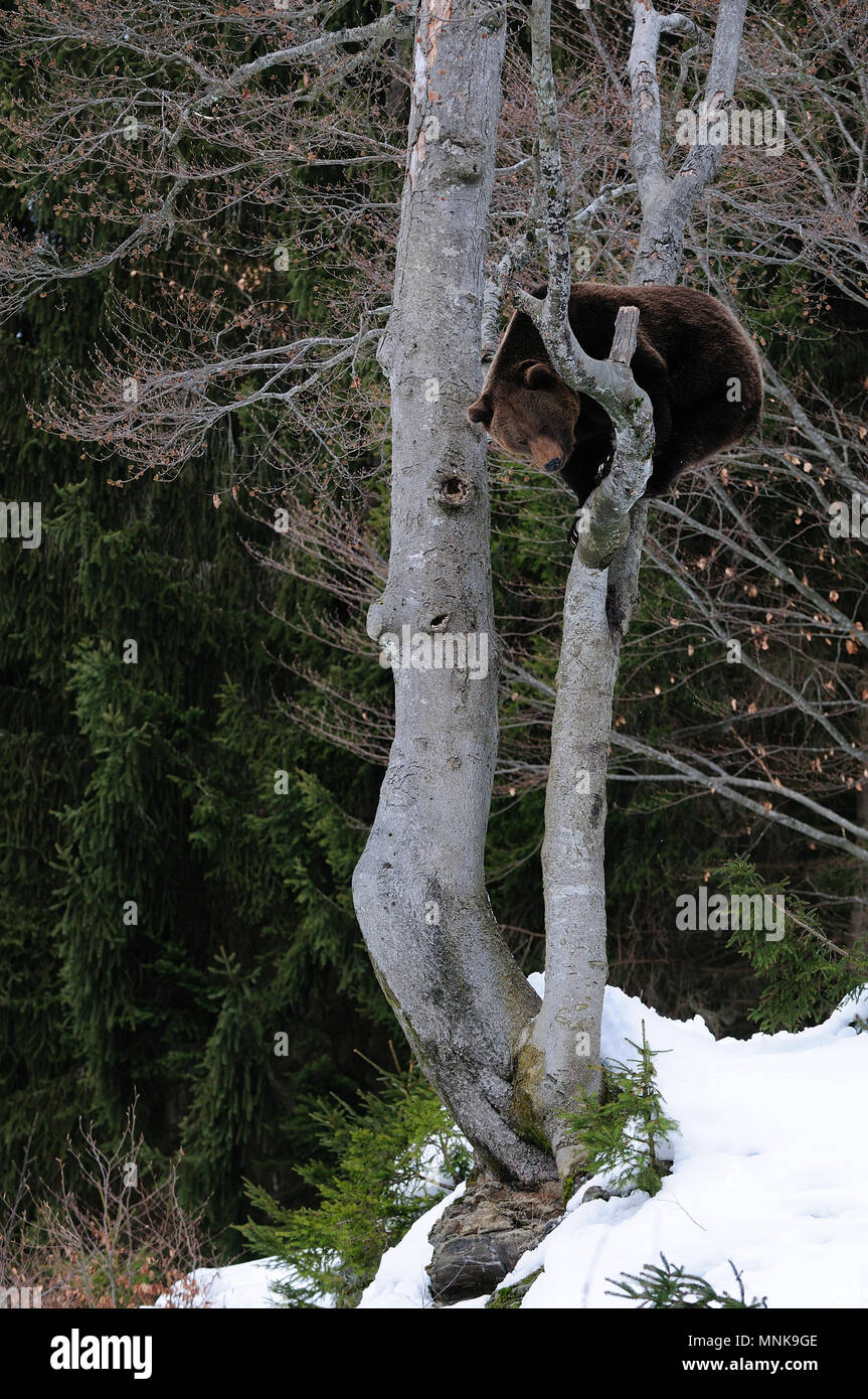 Orso bruno sedersi nella struttura ad albero, inverno, foresta bavarese, (Ursus arctos) Foto Stock