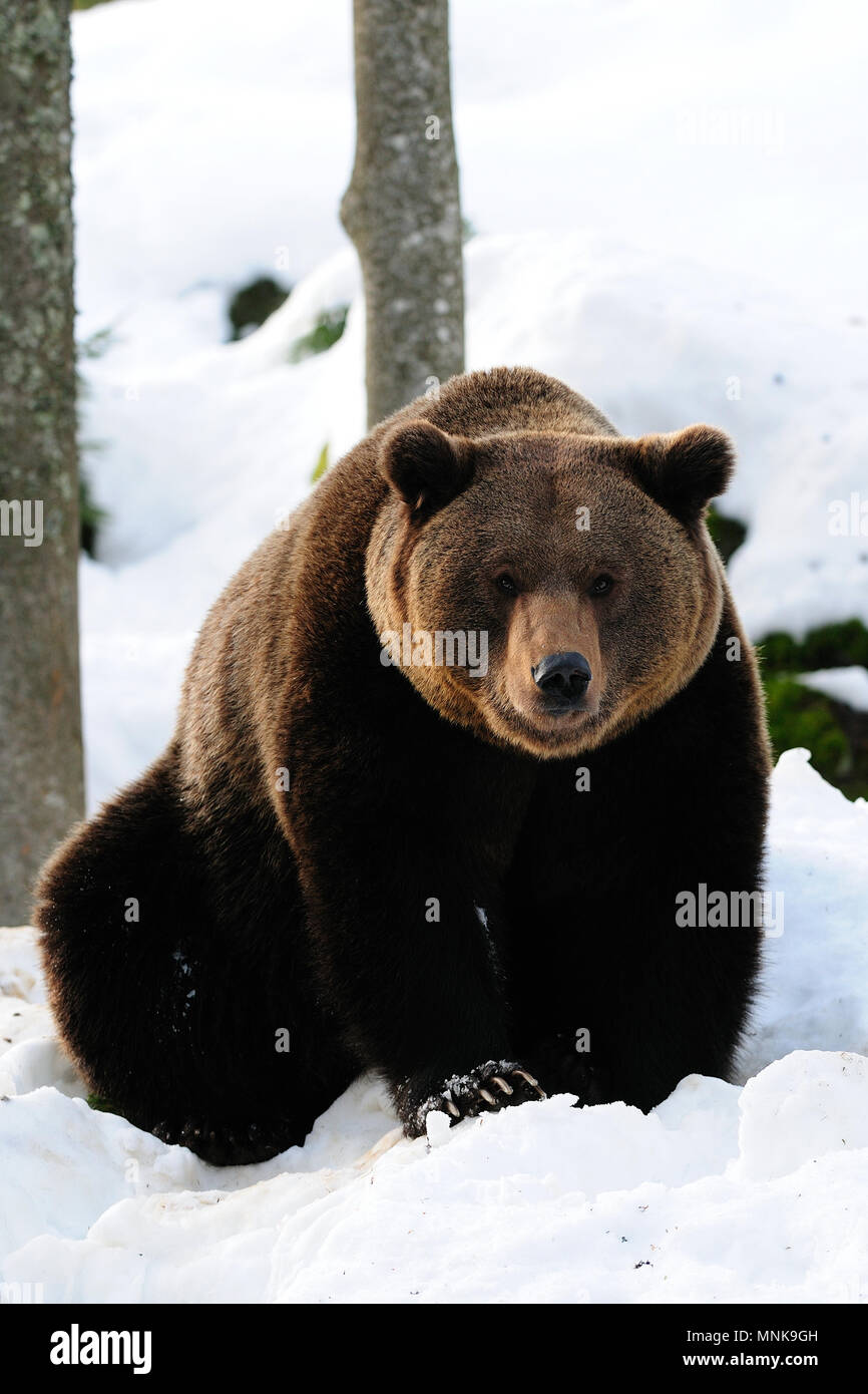 Orso Bruno sta cercando curiosi, foresta bavarese, in inverno, (Ursus arctos) Foto Stock