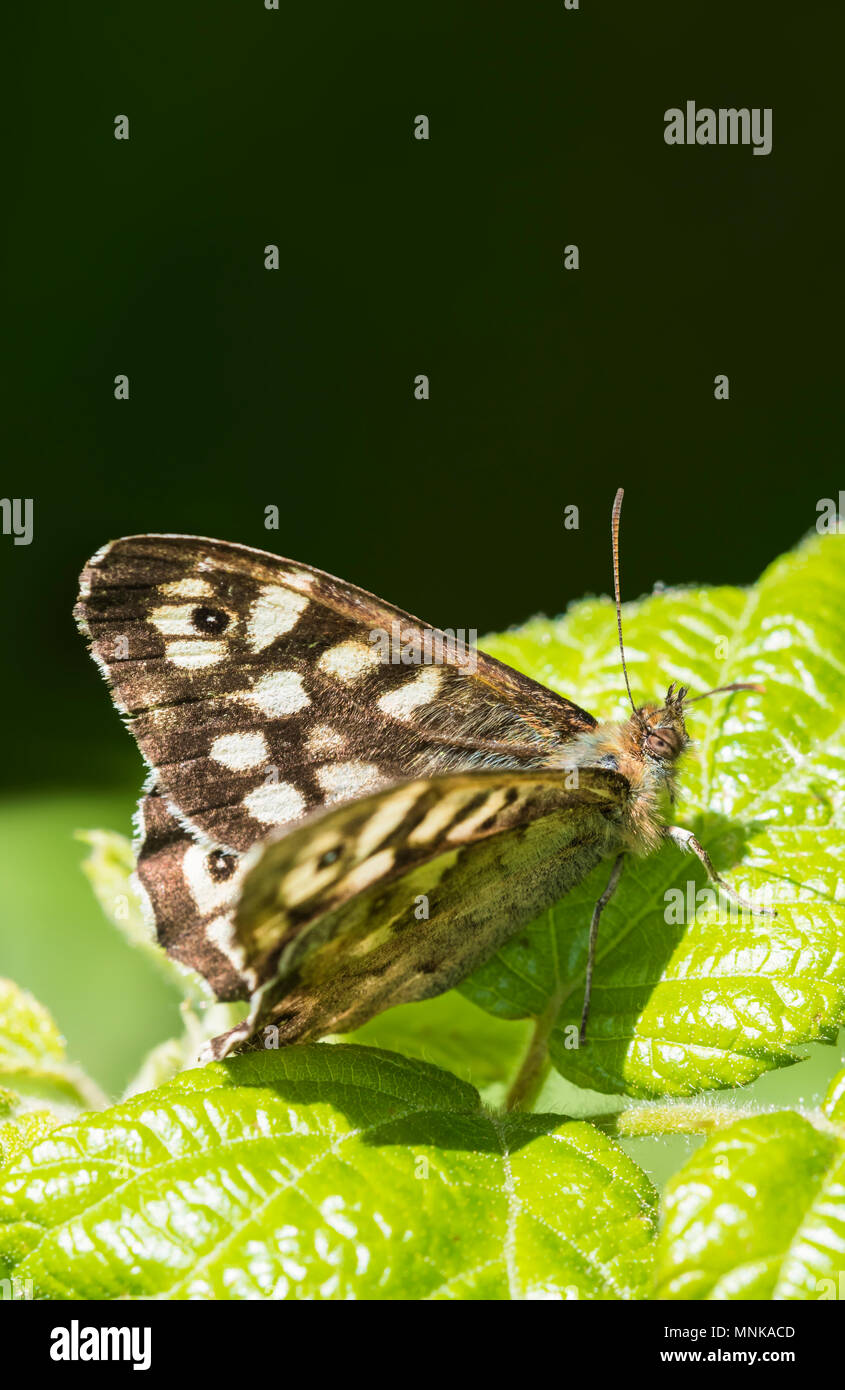 Chiazzato di legno (Pararge aegeria) farfalla appoggiato su una foglia verde in tarda primavera nel sud dell'Inghilterra, Regno Unito. Ritratto con copia spazio. Foto Stock